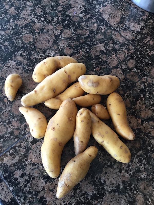 Fingerling potatoes on granite countertop