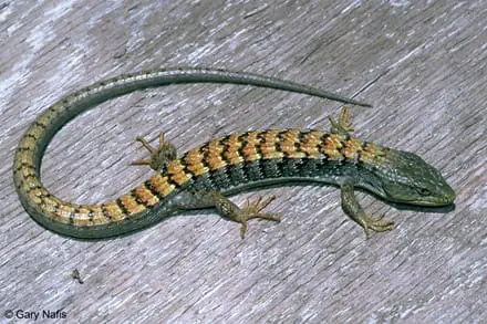 Lizard Blogspot Looking for Lizards Blog - Carmel Mountain Preschool