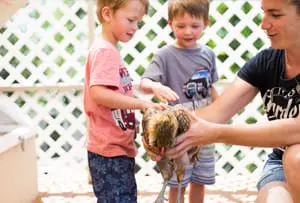 chicken coop thumbnail
