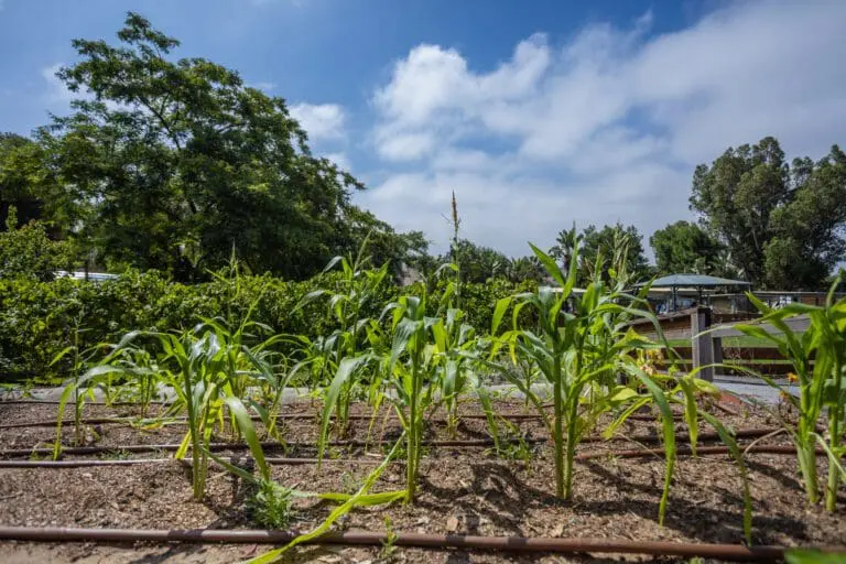 organic sustainable farm at cmp