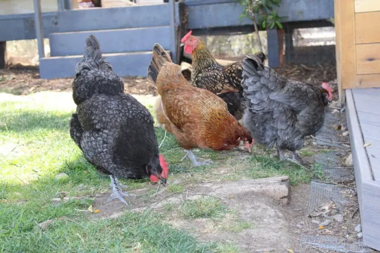 chicken in coop at preschool