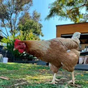 chicken at carmel mountain preschool