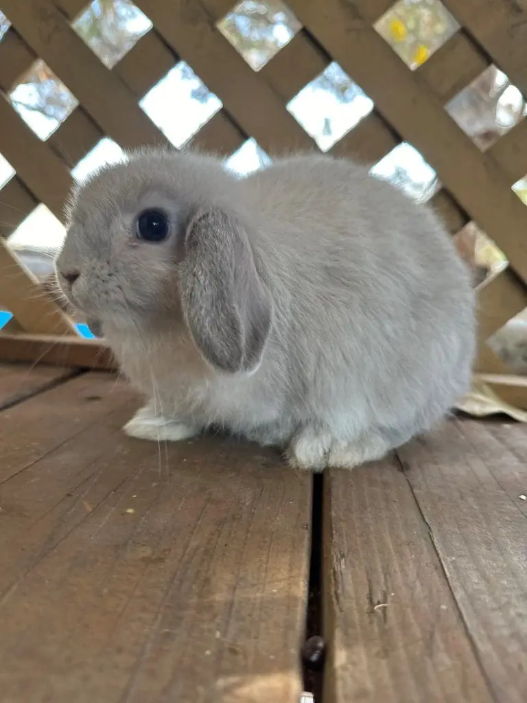 bunny 2 at cmp