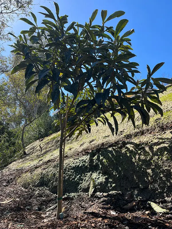 tree in poppos orchard