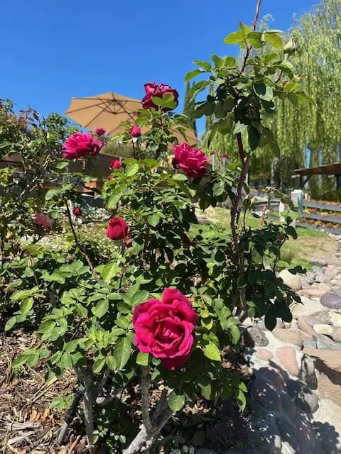 rose's in the garden
