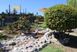 stream at gigs rose garden