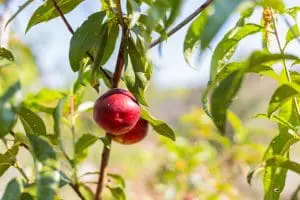 poppos orchard