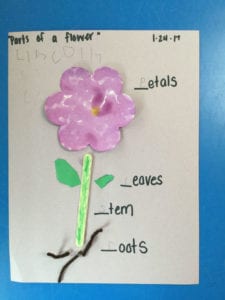 Parts of a Flower - Carmel Mountain Preschool