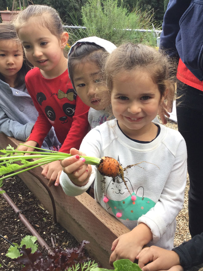 Carmel Mountain Preschool Spring has Sprung growing garden harvest organic planting veggies carrot