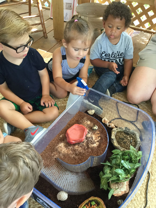 Carmel Mountain Preschool Welcome to our New Hermit Crabs!