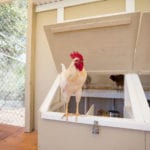 Carmel Mountain Preschool Chicken Coop