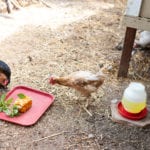 chicken coop at preschool