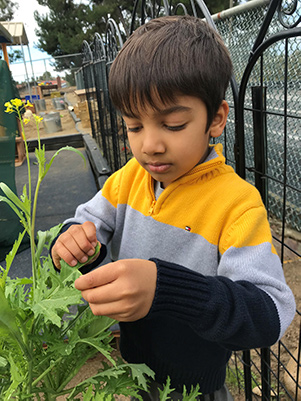 boy looking at plants at our childcare center