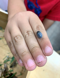 roly polly on child's hand at preschool