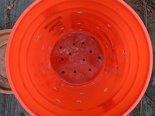 bucket for worms with holes
