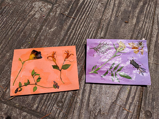 examples of pressed flowers