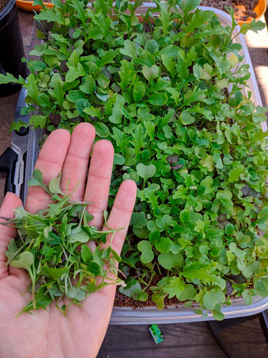 harvesting microgreen
