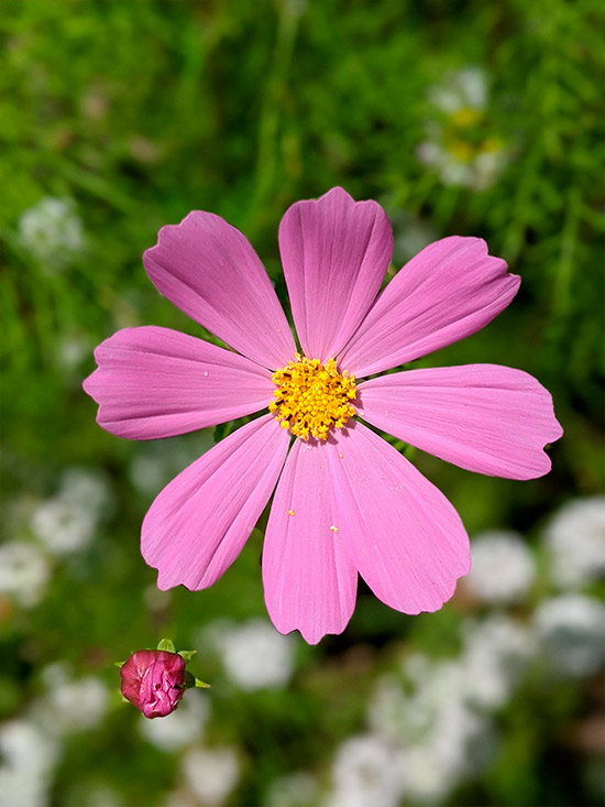 pink flower for pressing