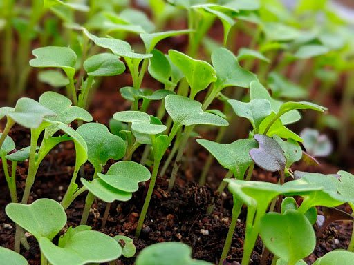 sprouting microgreens