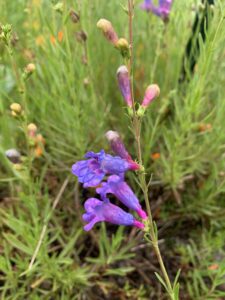 purple wildflower in san diego