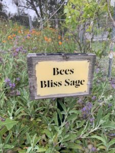 bees blue sage