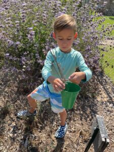 preschool boy learning about wildflowers