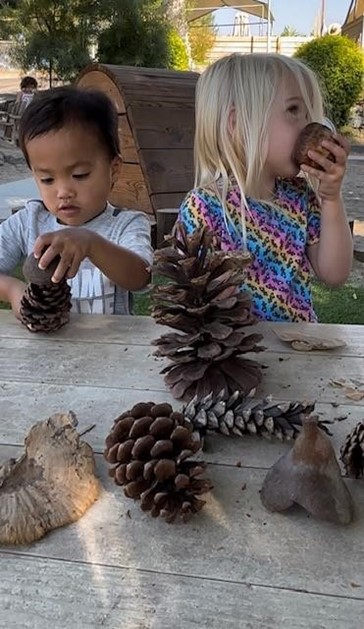 children playing with pinecones at preschool