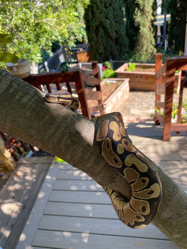 udon cmp ball python