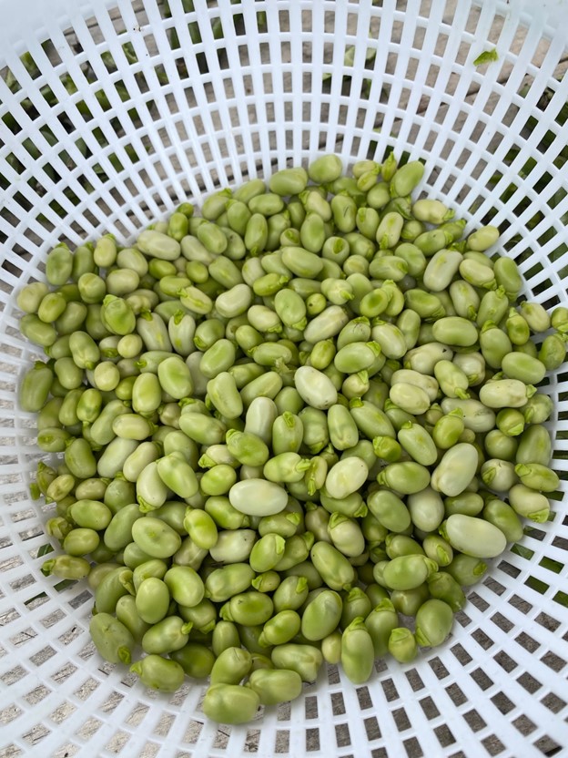 bowl of fava beans at preschool