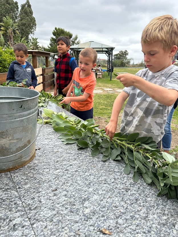 boys picking fava beans off plant at preschool