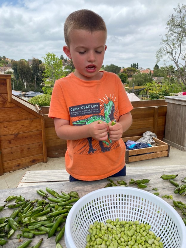 fava beans at preschool