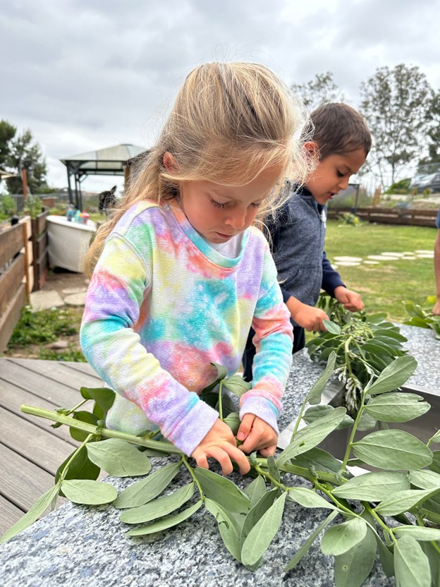 girl picking fava beans at preschool