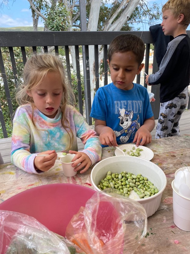 students measuring fava beans at preschool