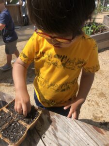 planting zucchini seeds