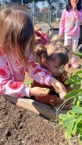 preschool girls planting in garden